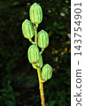 Uba lily fruit　 143754901