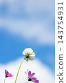 Cosmos 143754931