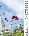 Cosmos 143754932