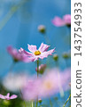 Cosmos 143754933