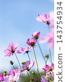 Cosmos 143754934