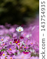 Cosmos 143754935