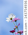Cosmos 143754936