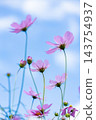 Cosmos 143754937