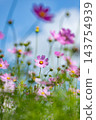 Cosmos 143754939