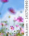 Cosmos 143754940