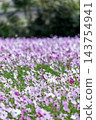 Cosmos 143754941