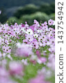 Cosmos 143754942