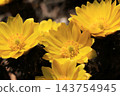 Flower of Fukujou 143754945