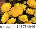 Flower of Fukujou 143754946