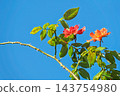 Autumn climbing roses 143754980