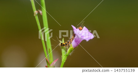 A hairy caterpillar feeding on purple flower petals against a soft natural background with copy space. Caterpillar Macro wildlife photograph series 17. A hairy caterpillar feeding on purple flower petals against a soft natural background with copy space. Caterpillar Macro wildlife photograph series 17. 143755139