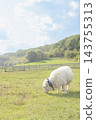 Sheep grazing (image representing the Year of the Sheep in the Chinese zodiac) 143755313
