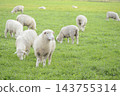 Cute sheep (inspired by the Year of the Sheep in the Chinese zodiac) 143755314