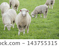 Cute sheep (inspired by the Year of the Sheep in the Chinese zodiac) 143755315