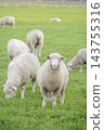 Cute sheep (inspired by the Year of the Sheep in the Chinese zodiac) 143755316