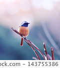 Yobitaki sticking to branches 143755386