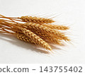 Barley wheat in the glasses vase for home decoration 143755402
