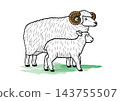 Parent and child of sheep 143755507
