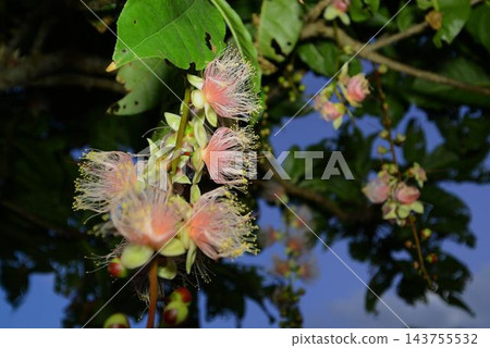 巴林頓花(Barringtonia racemosa),在亞熱帶地區的夏夜開花。 巴林頓花(Barringtonia racemosa),在亞熱帶地區的夏夜開花。 143755532
