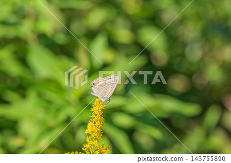 海龜從蜂蜜吮吸花蜜 海龜從蜂蜜吮吸花蜜 143755890