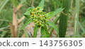 young green leaves of corn plant 143756305