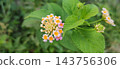 wild flowers on the green grass 143756306