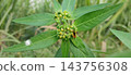 papaya on a tree 143756308