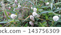 white flowers of wild garlic 143756309