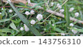 white wild flowers in the forest 143756310