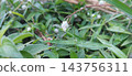 white butterfly on green leaf 143756311