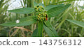 wasp nest on a green leaf 143756312