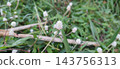 wild garlic in the garden 143756313