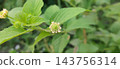 young green leaves of wild berries 143756314