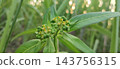 green coffee beans on tree 143756315
