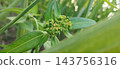 papaya tree with fruits 143756316