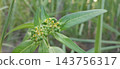 young green papaya on tree 143756317