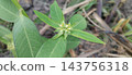 flower buds and leaves of little tree 143756318