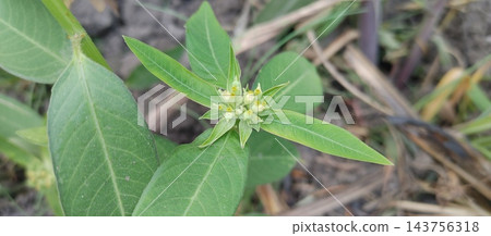 flower buds and leaves of little tree flower buds and leaves of little tree 143756318