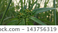 coffee beans on tree 143756319