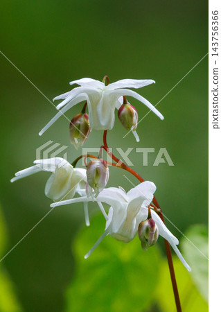 Epimedium grandiflorum, a spring flower that blooms like an anchor Epimedium grandiflorum, a spring flower that blooms like an anchor 143756366