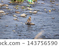 Spot-billed duck resting on a stone 143756590