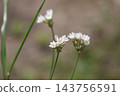 Flowers of field chives (Allium macrostemon) 143756591