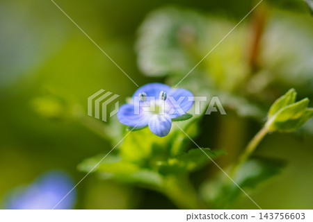 早春的美麗花朵,波斯speedwell,不幸的是因為它類似於狗的陰囊而得名。 早春的美麗花朵,波斯speedwell,不幸的是因為它類似於狗的陰囊而得名。 143756603