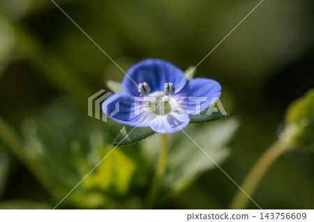 早春的美麗花朵,波斯speedwell,不幸的是因為它類似於狗的陰囊而得名。 早春的美麗花朵,波斯speedwell,不幸的是因為它類似於狗的陰囊而得名。 143756609