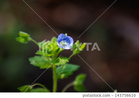 早春的美麗花朵,波斯speedwell,不幸的是因為它類似於狗的陰囊而得名。 早春的美麗花朵,波斯speedwell,不幸的是因為它類似於狗的陰囊而得名。 143756610