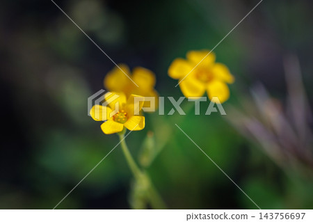 Oxalis 被誤認為是幸運的四葉草 143756697