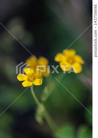 Oxalis 被誤認為是幸運的四葉草 Oxalis 被誤認為是幸運的四葉草 143756698
