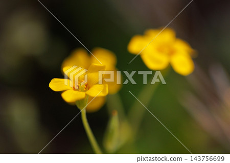 Oxalis 被誤認為是幸運的四葉草 143756699