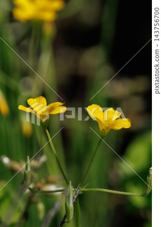 Oxalis 被誤認為是幸運的四葉草 143756700